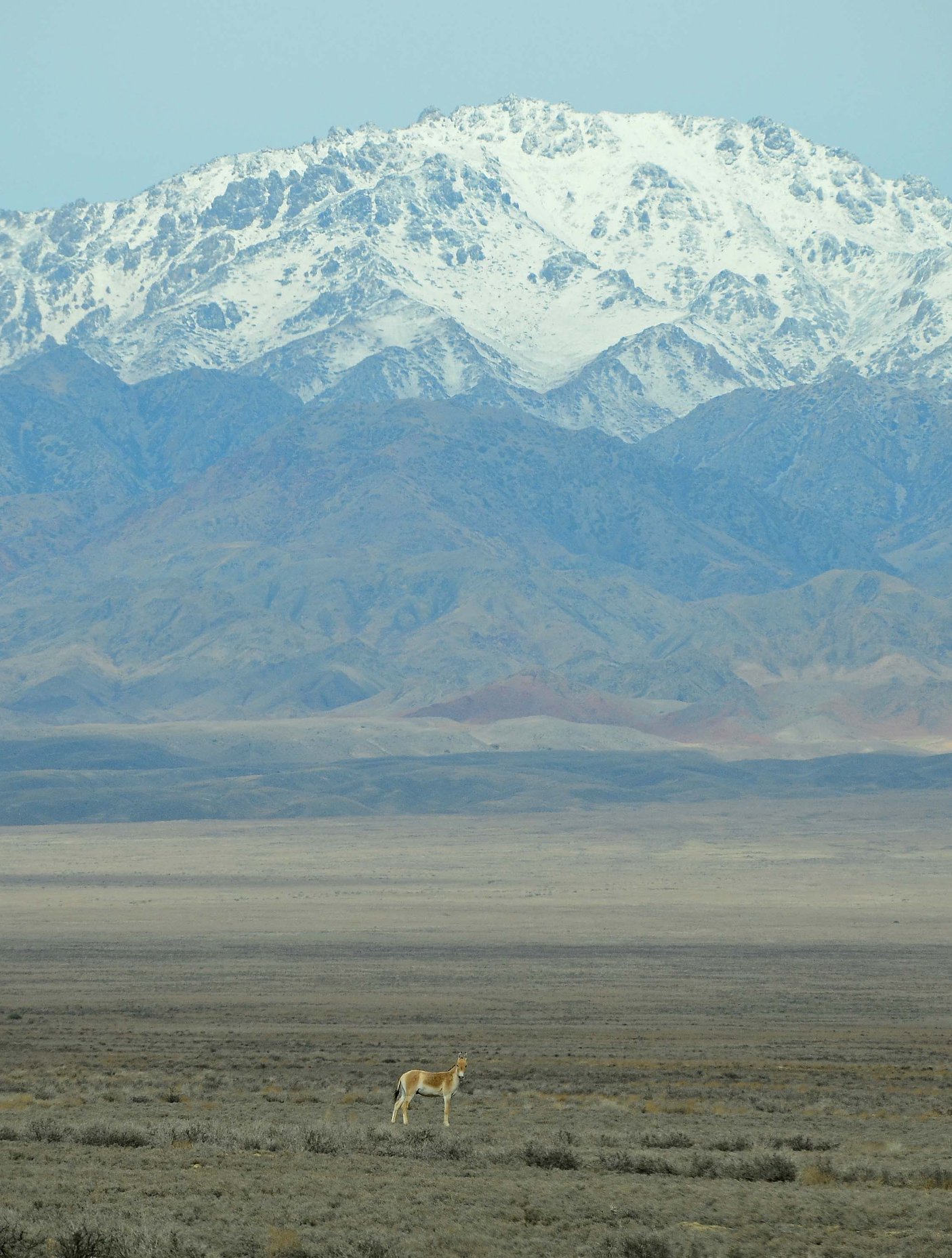 Lonely kulan before backdrop of mountains in Altyn Emel National Park